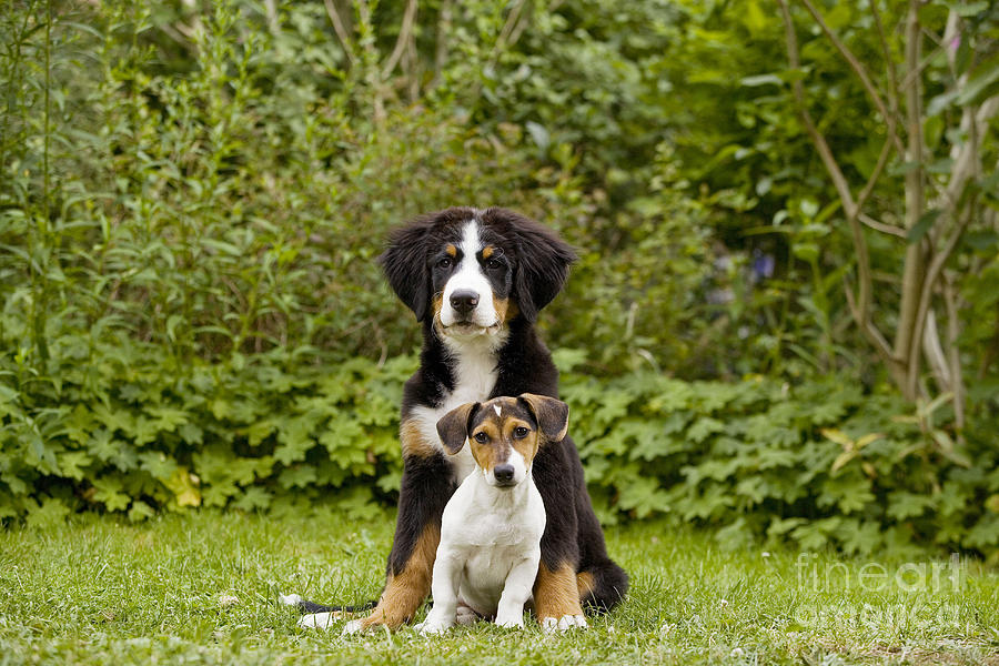 Bernese Mountain & Jack Russell Puppies #1 Photograph by Jean-Michel Labat