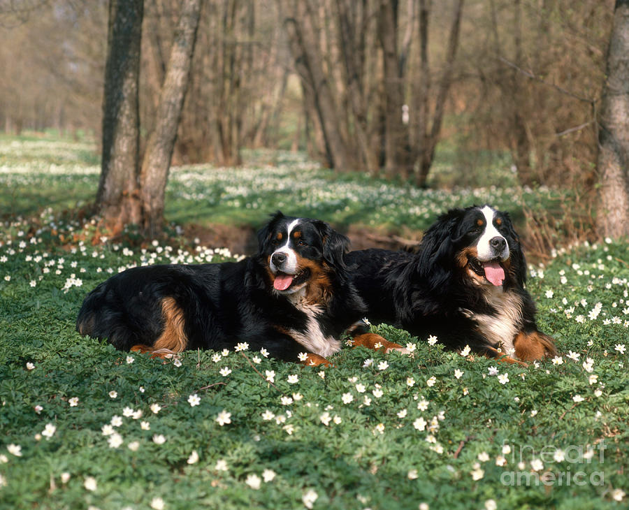 Bernese Mountain Dogs #1 Photograph by Hans Reinhard