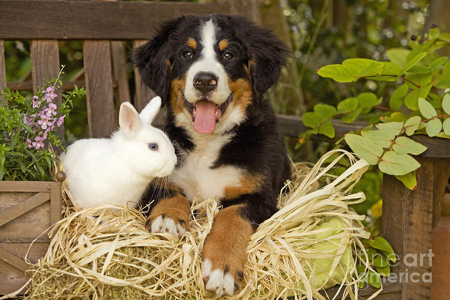 Bernese Mountain Puppy And Rabbit #1 Photograph by Jean-Michel Labat