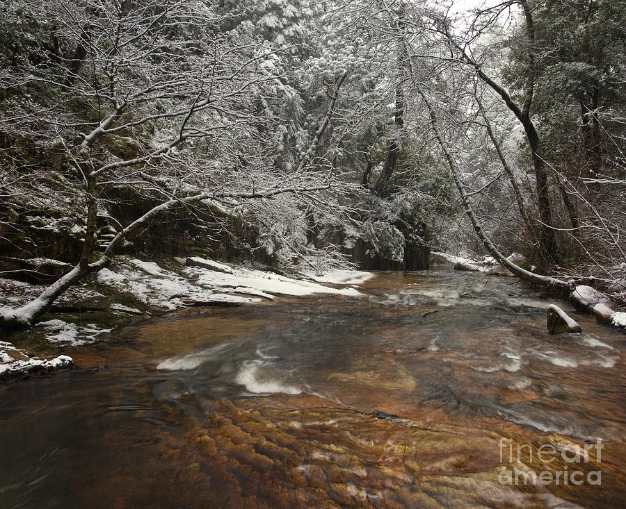 Berry Creek In Winter #1 Photograph by Ron Sanford