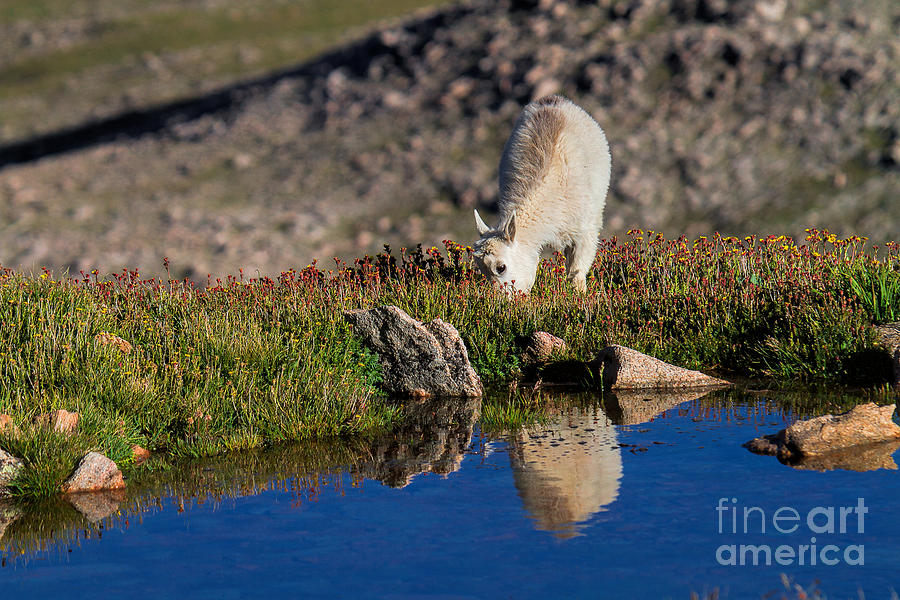Mountain Goats Photograph - Beside Still Waters by Jim Garrison