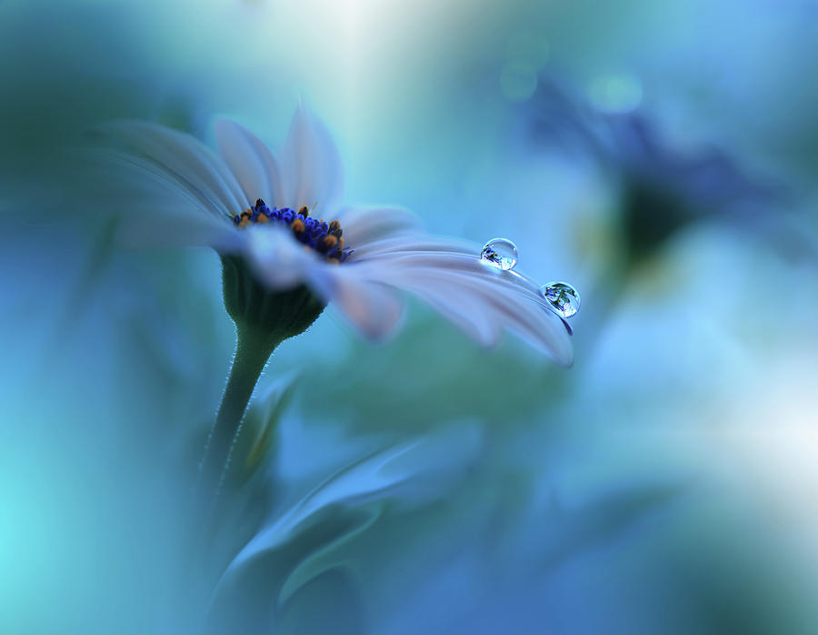 Flower Photograph - Beyond The Visible... #1 by Juliana Nan