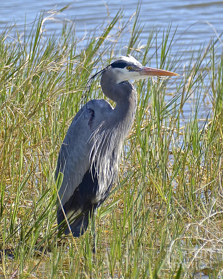 Big Blue Photograph by Carol Bradley - Fine Art America