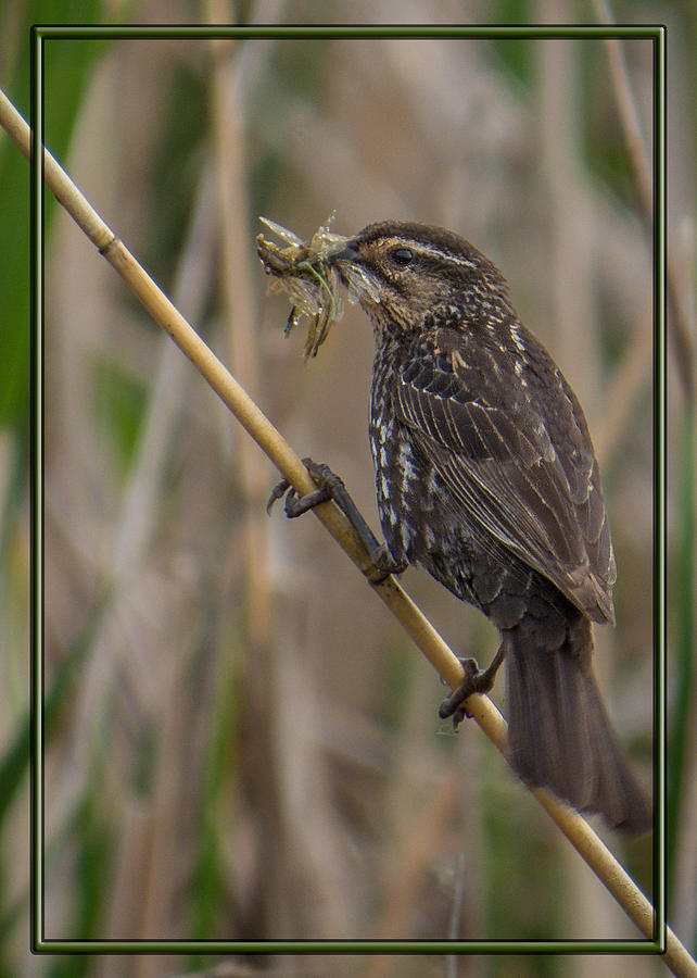 Big Dinner for Female Red Winged Blackbird I Photograph by Patti Deters