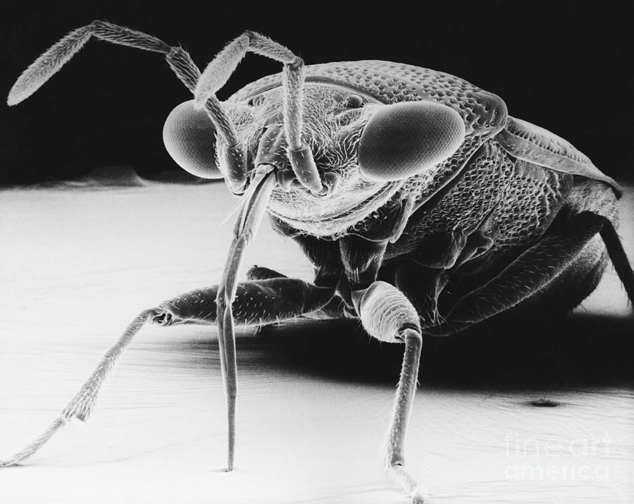 Big-eyed Bug #1 Photograph by David M. Phillips