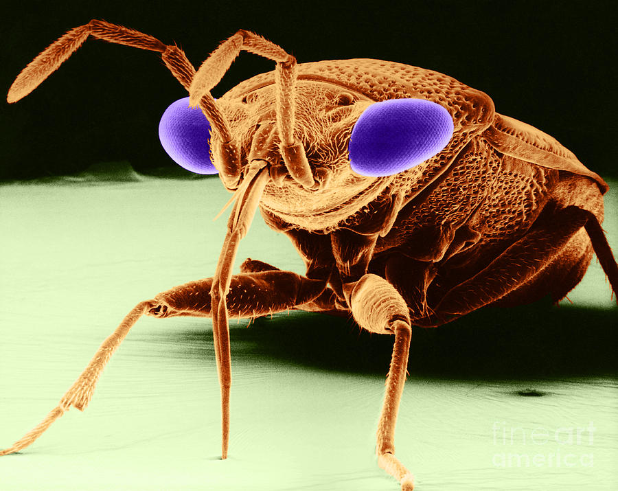 Big-eyed Bug Sem #2 Photograph by David M Phillips