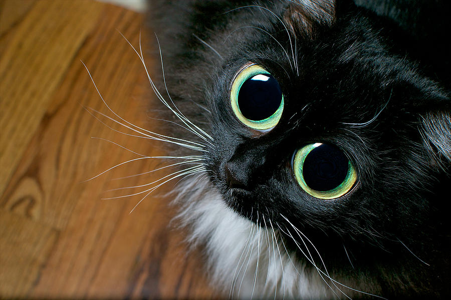 Kitty 2048