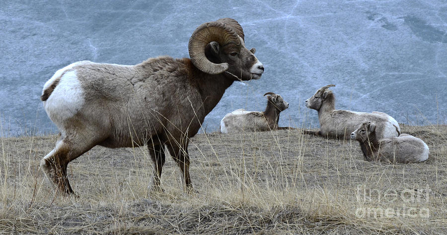 Big Horn Sheep 2 #2 Photograph by Bob Christopher