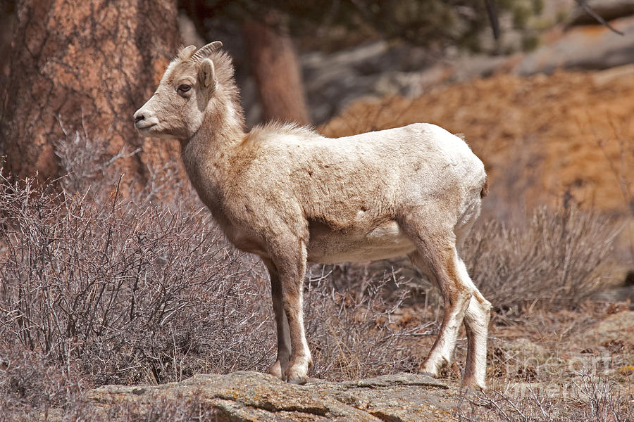 Big Horn Sheep Ewe #2 Photograph by Fred Stearns