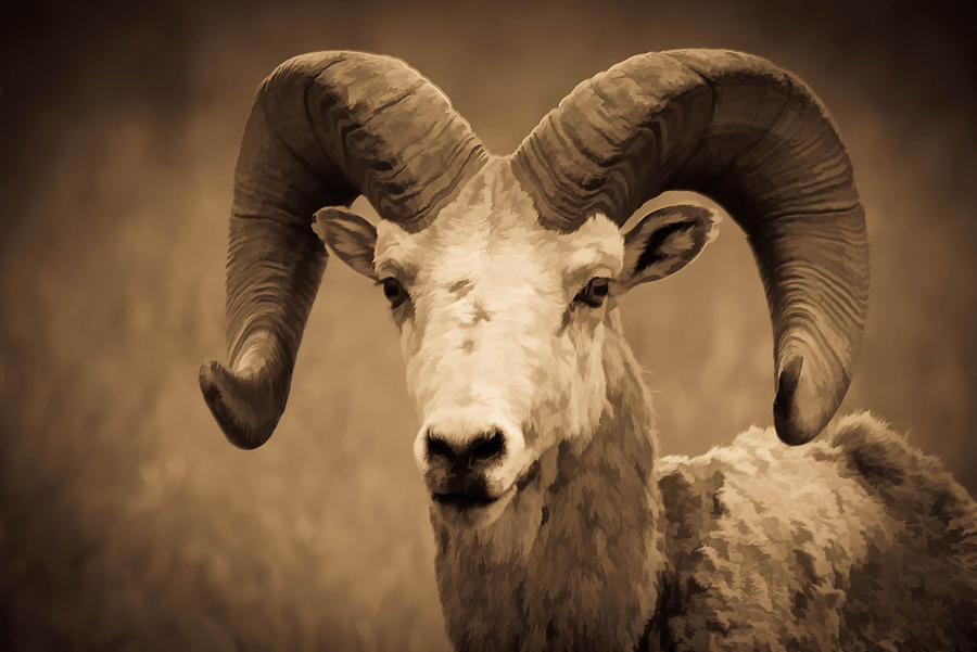 Wildlife Photograph - Big Horned Ram by Athena Mckinzie