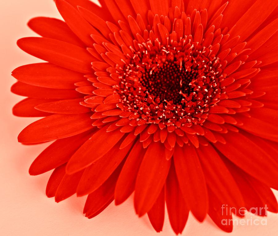 Daisy Photograph - Big Red #1 by Clare Bevan