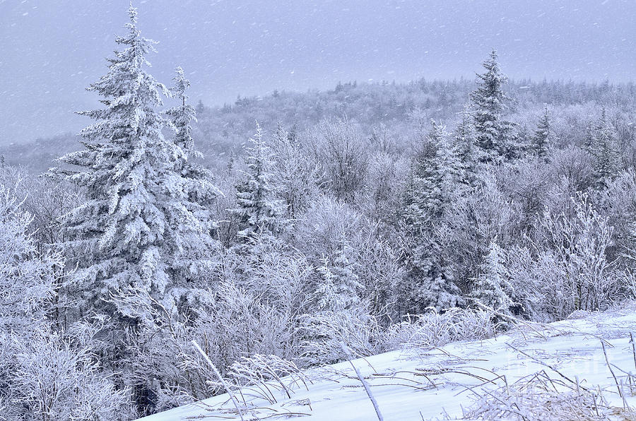 Big Spruce Overlook Photograph by Thomas R Fletcher - Fine Art America