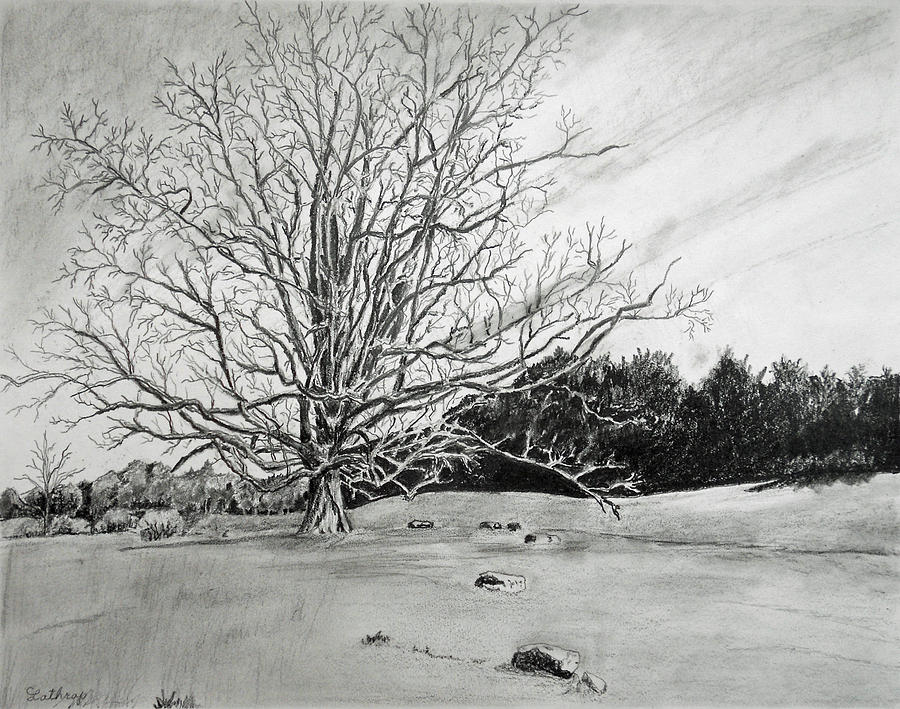 Big Tree #1 Drawing by Christine Lathrop