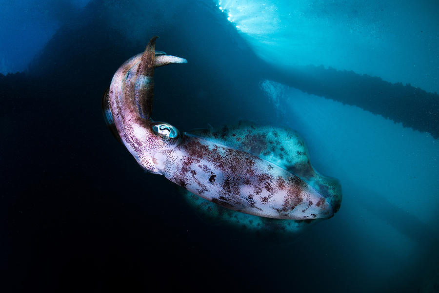 Bigfin Reef Squid #1 Photograph by Andrew J. Martinez