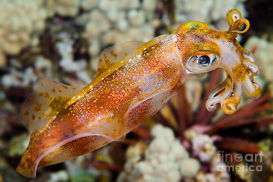 Bigfin Reef Squid #1 Photograph by David Fleetham