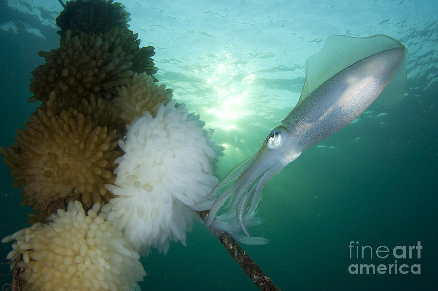 Egg Photograph - Bigfin Reef Squid Tending Eggs #1 by Steve Jones