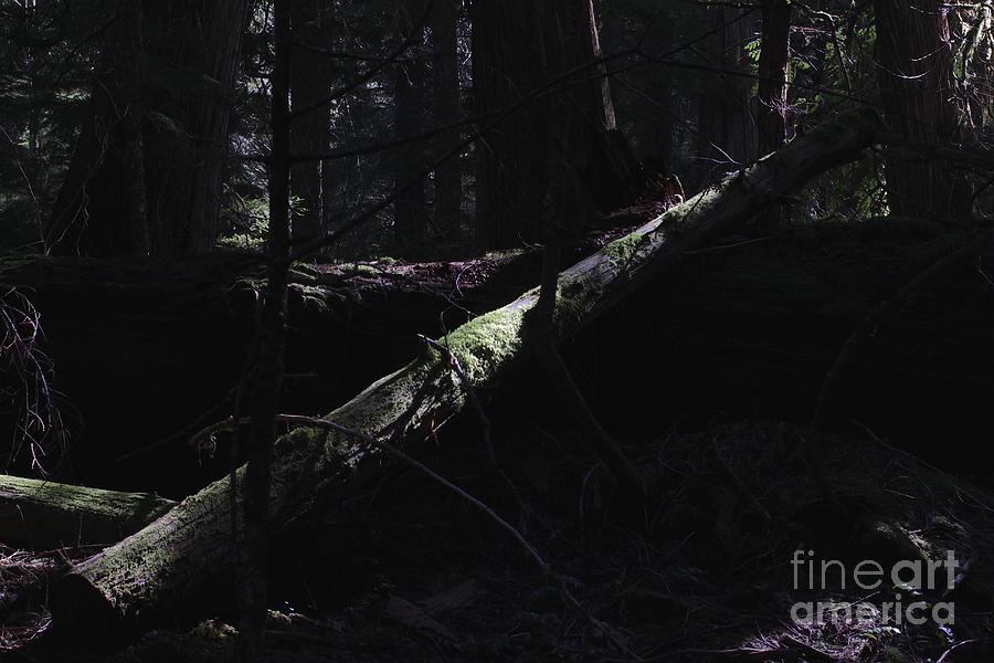 Tree Photograph - Bigfoot Country  #1 by Tim Rice