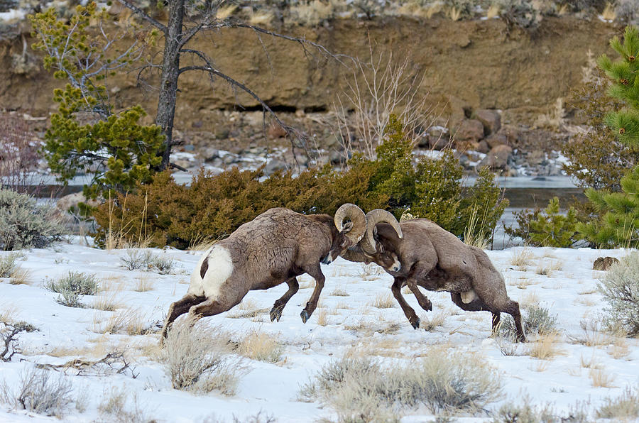 Bighorn Rams Sparring Photograph by Thomas And Pat Leeson - Fine Art ...