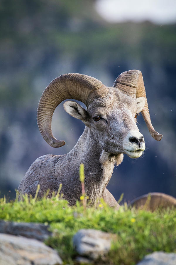 Bighorn Sheep, Glacier National Park Photograph by Yitzi Kessock Fine