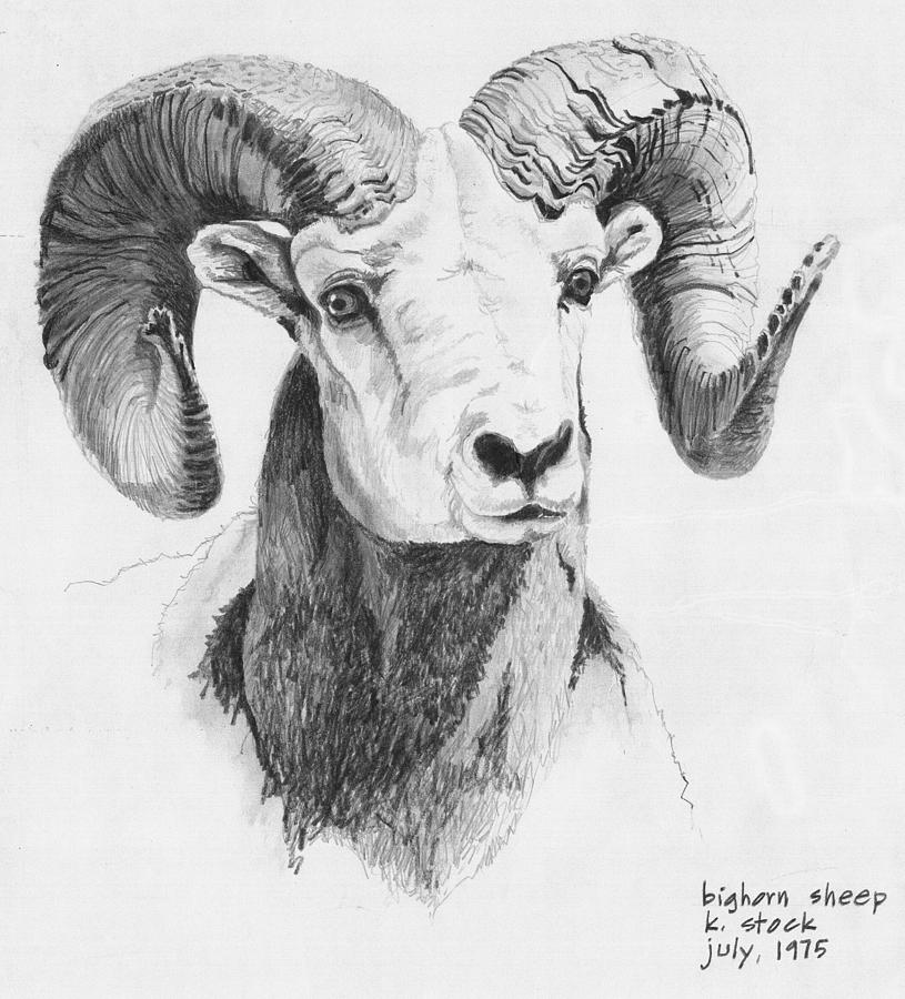 Bighorn Sheep Drawing by Stock