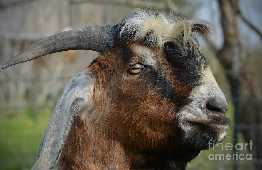 Billy Goat #2 Photograph by Savannah Gibbs