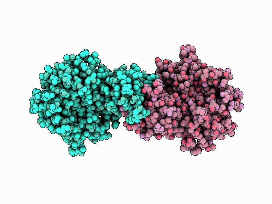 Biotin Ligase Molecule Photograph By Laguna Designscience Photo