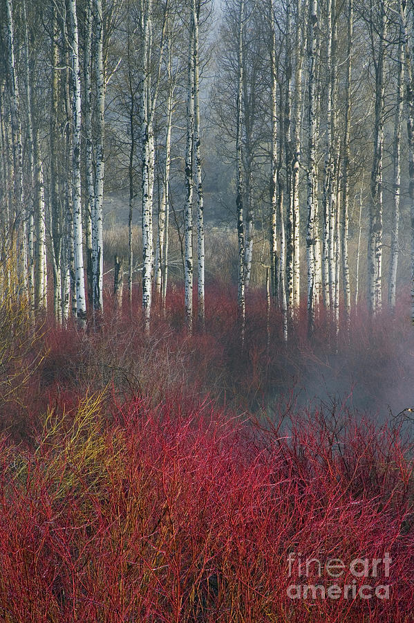 Birch And Red Willow, Or #1 Photograph by Sean Bagshaw
