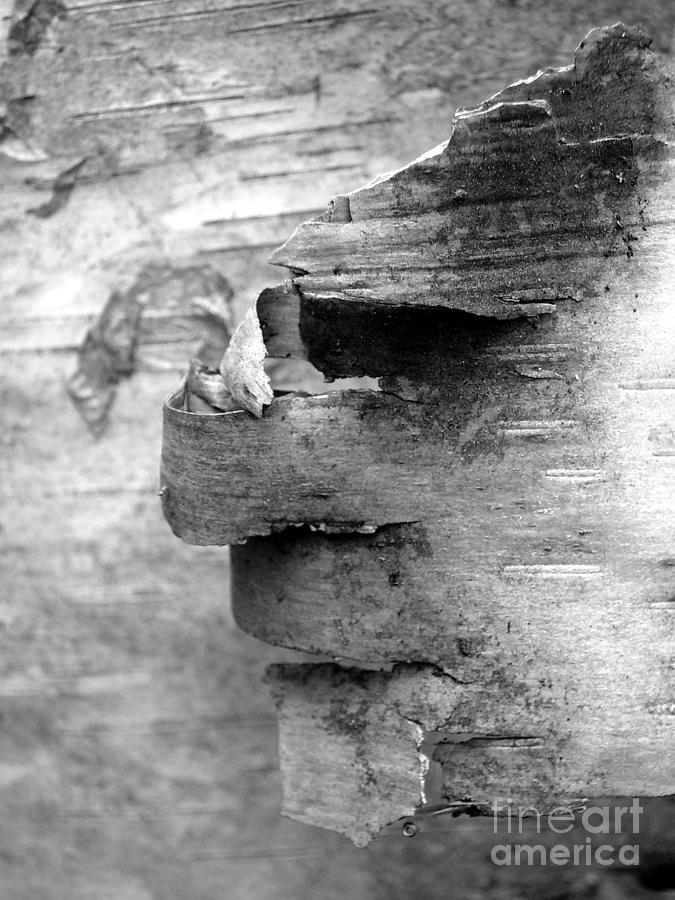 Birch Bark Man Photograph by Chris Sotiriadis