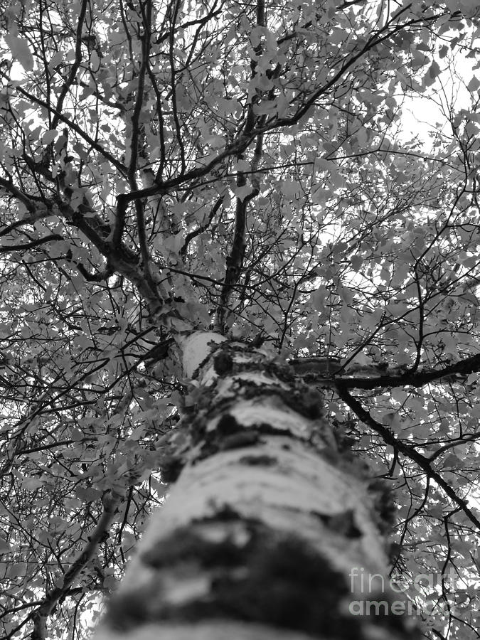 Nature Photograph - Birch Tree #1 by Jennifer Kimberly