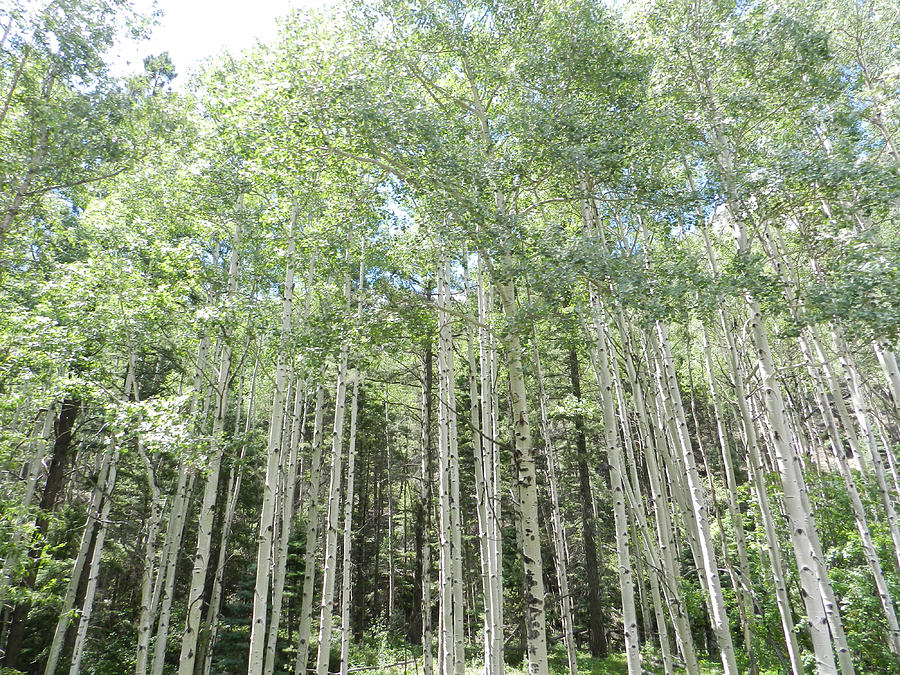 Birch Trees In Colorado #1 Photograph by Cathy Anderson