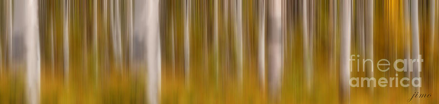 Birch Trees #1 Photograph by Jim Hatch