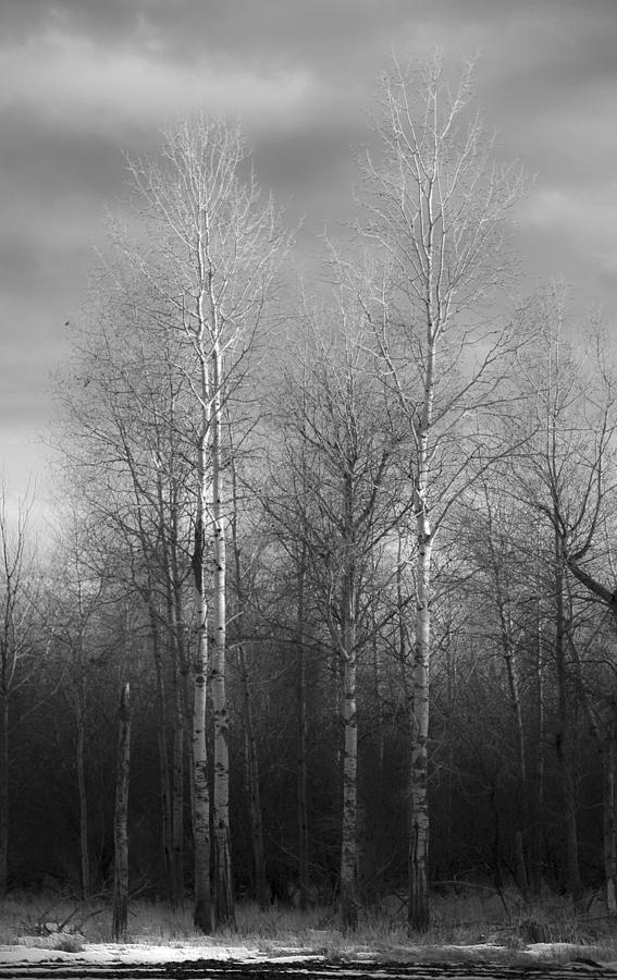 Birch Trees #1 Photograph by Lindsey Weimer