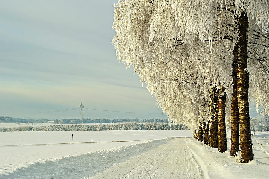 Birch Trees With Hoar Frost #1 Photograph by Jochen Schlenker