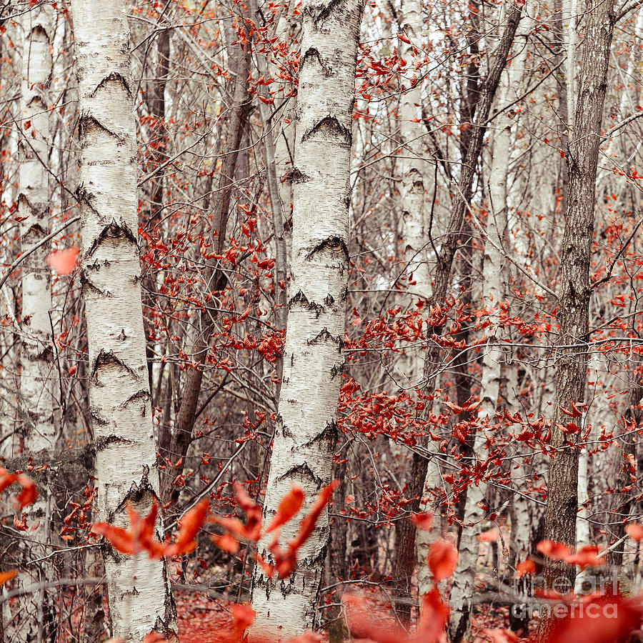 Birches And Beeches #1 Photograph by Hannes Cmarits