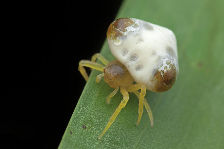 bird dung spider