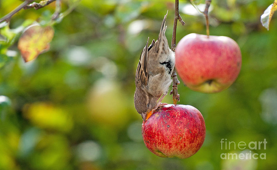 Bird Eating From A Red Apple Photograph - Bird Eating From A Red Apple ...