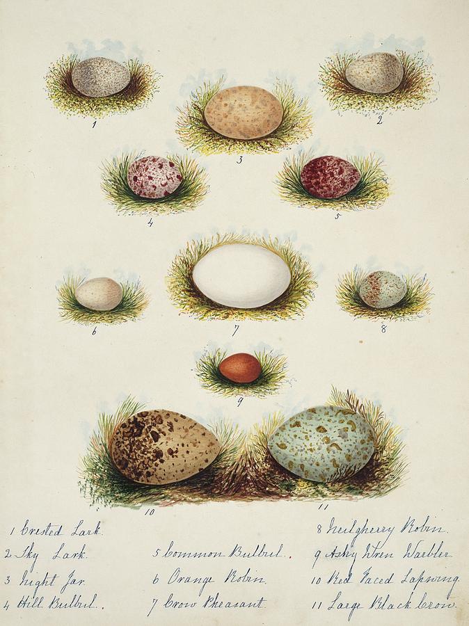 Bird Eggs From India #1 Photograph by Natural History Museum, London/science Photo Library