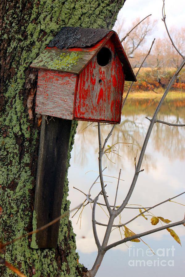 Nature Photograph - Bird House #1 by Sophie Vigneault