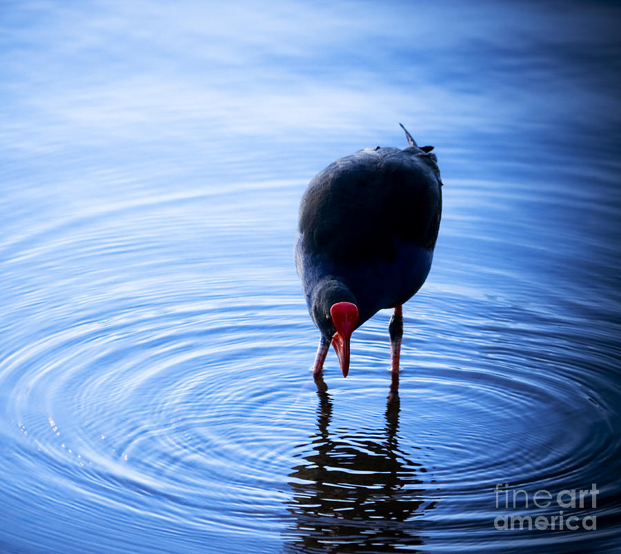 Bird in bright blue pond #1 Photograph by Jorgo Photography