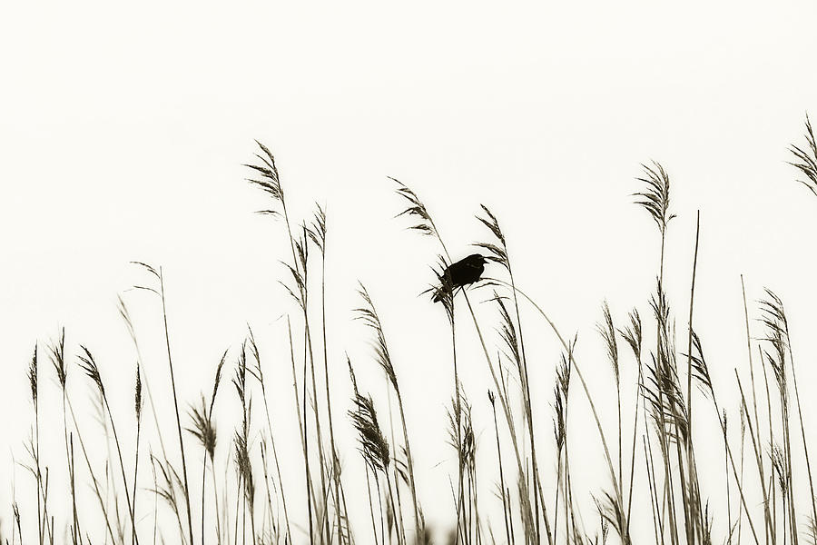 Bird in the Grass 2 #1 Photograph by Alan Hausenflock