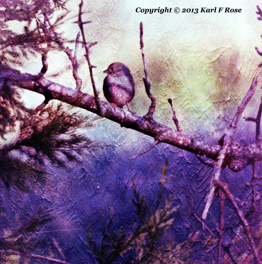 Bird in tree #1 Photograph by Karl Rose