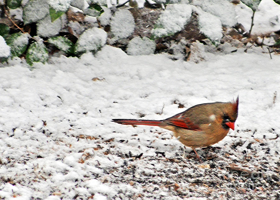 Cardinal Photograph - Bird In Winter #1 by Lydia Holly