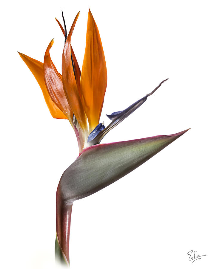 Bird of Paradise #1 Photograph by Endre Balogh