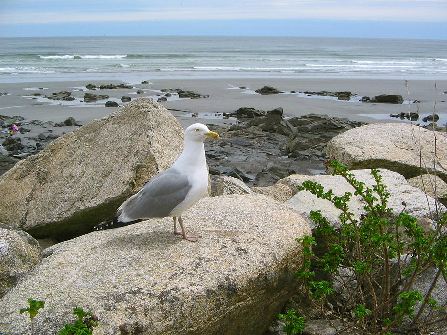 Bird On A Rock  Photograph by Denise Mazzocco