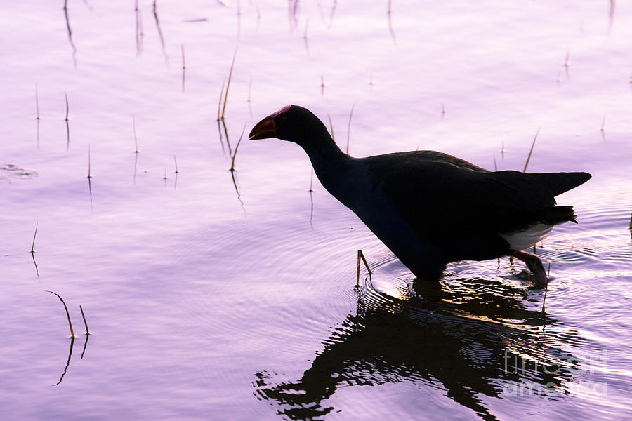 Wildlife Photograph - Bird wading through tranquil lake waters #1 by Jorgo Photography