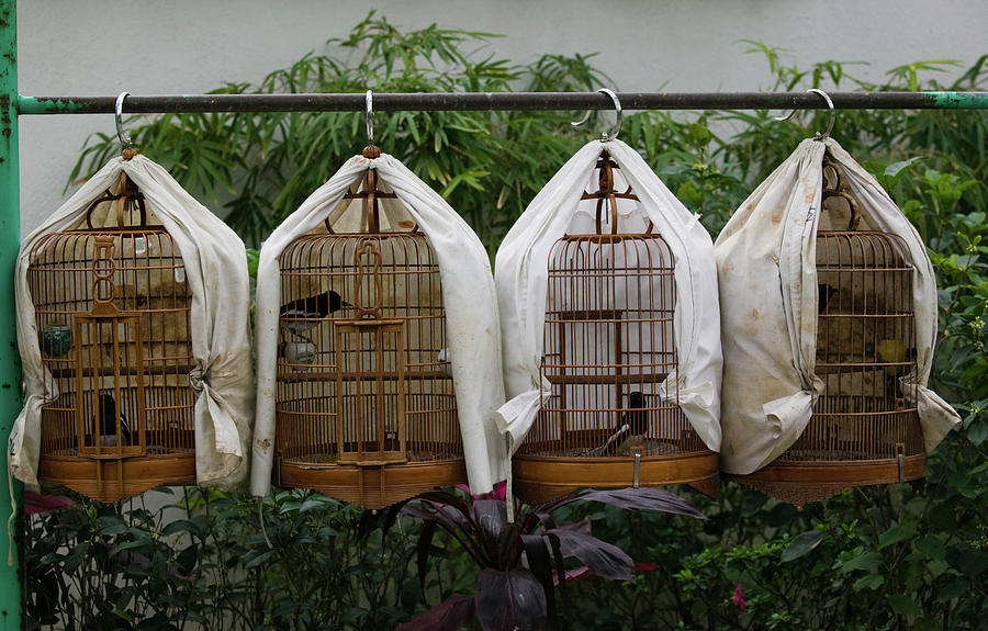 Horizontal Photograph - Birds In Cages For Sale At A Bird by Animal Images Horizontal Photograph - Birds In Cages For Sale At A Bird by Animal Images