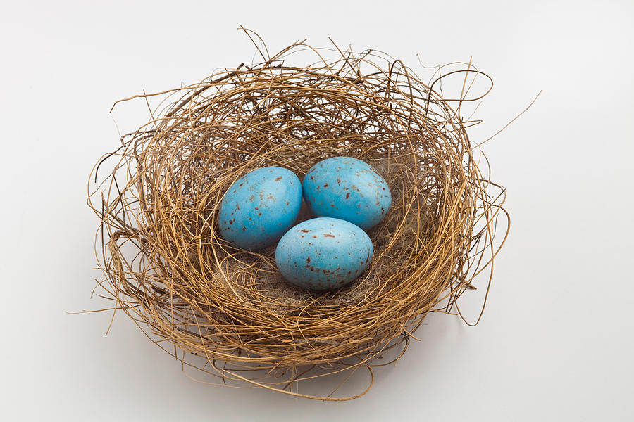 Birds Nest #1 Photograph by Phillip Hayson