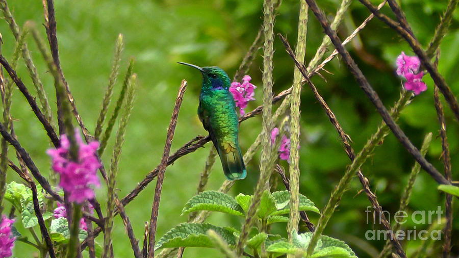 Birds of Costa Rica #1 Photograph by Don Kenworthy
