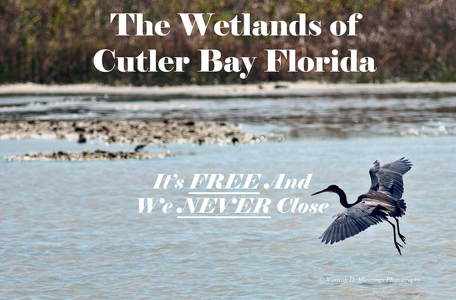 Birds Of Cutler Bay Wetlands  #1 Photograph by Winston D Munnings