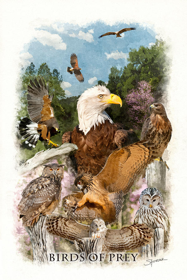 Birds of Prey by Alan Sherlock Birds of Prey by Alan Sherlock
